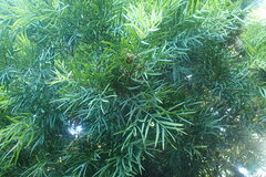 Afrocarpus gracilior