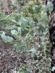Eucalyptus miniata
