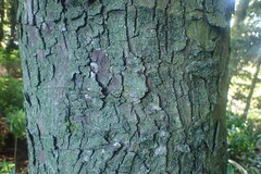 Afrocarpus gracilior