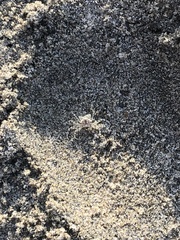 Ocypode occidentalis