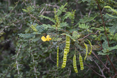 Senna auriculata