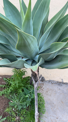 Agave attenuata