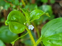Hackelia latifolia