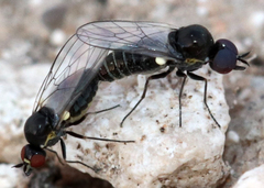 Mythicomyiidae