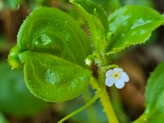 Hackelia latifolia