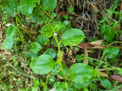 Hackelia latifolia