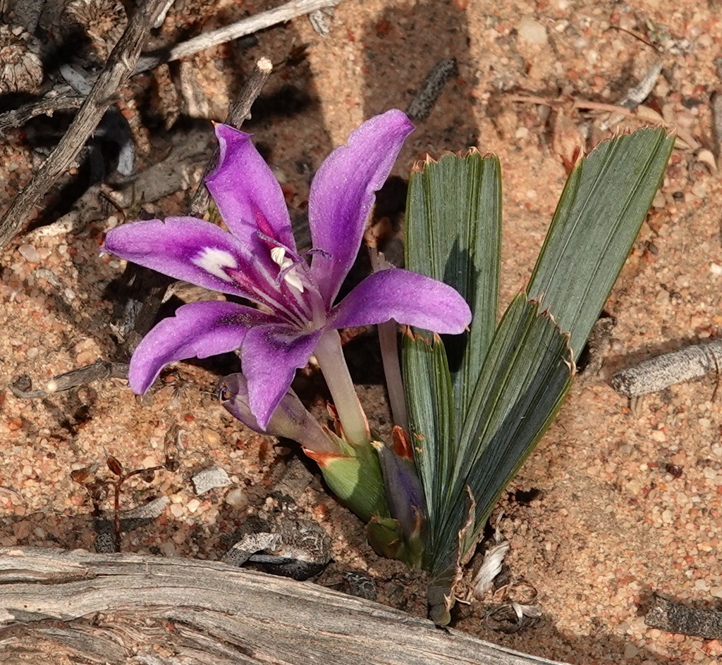Babiana cuneata, West of R355_300, South Africa