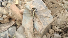 Austrogomphus guerini