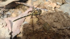 Austrogomphus guerini