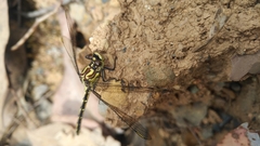 Austrogomphus guerini