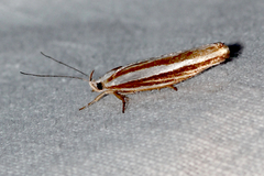 Catoryctis subparallela