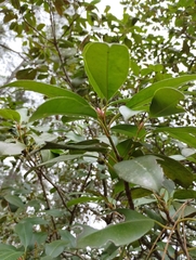 Ilex decidua