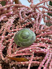 Caracolus