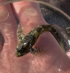 Oligocottus snyderi