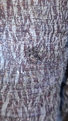 Acanthaspis collaris