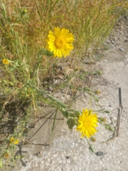 Rayjacksonia phyllocephala