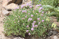 Monardella odoratissima glauca