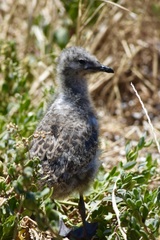 Chroicocephalus novaehollandiae