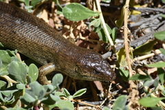 Egernia kingii