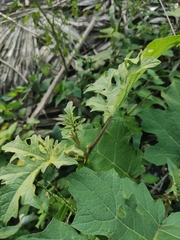 Solanum torvum