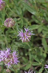 Monardella odoratissima glauca