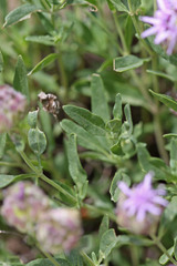 Monardella odoratissima glauca