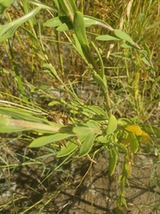 Rayjacksonia phyllocephala