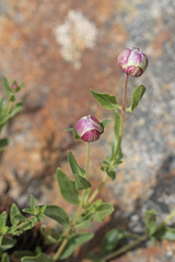 Monardella odoratissima glauca