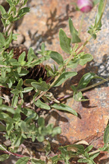 Monardella odoratissima glauca