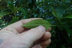 Halleria lucida