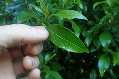 Halleria lucida