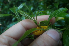 Halleria lucida