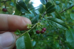 Halleria lucida