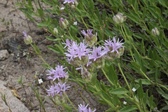 Monardella odoratissima glauca