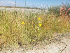 Rayjacksonia phyllocephala