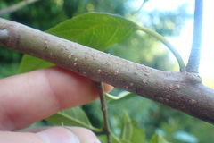 Halleria lucida