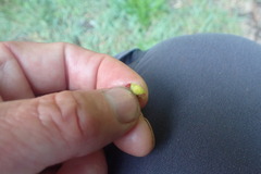 Halleria lucida