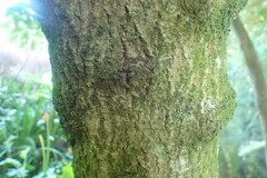 Halleria lucida