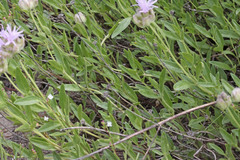 Monardella odoratissima glauca