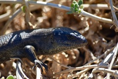 Egernia kingii