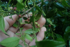 Halleria lucida