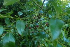 Halleria lucida