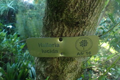 Halleria lucida
