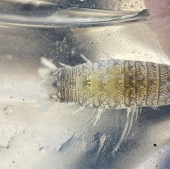 Cirolana harfordi