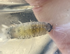 Cirolana harfordi