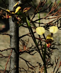 Diuris calcicola