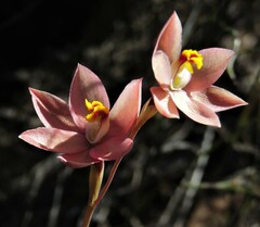 Thelymitra × macmillanii