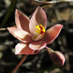 Thelymitra × macmillanii