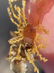 Abietinaria