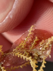 Abietinaria